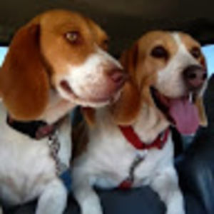 Meet your Posher, Robin